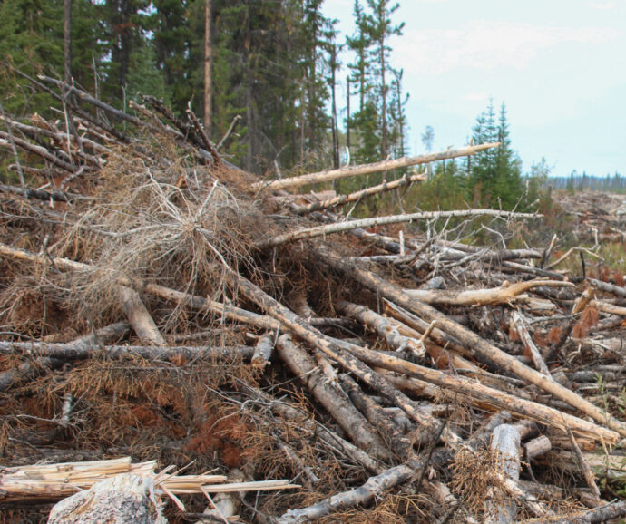 Pile of wood waste that will be used to make wood pellets